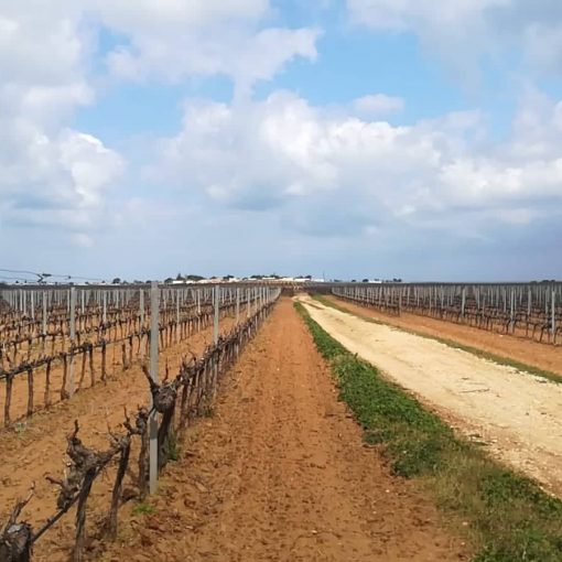 puglia experience wine tour