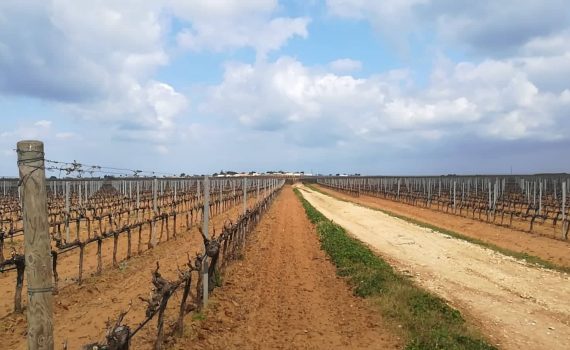 puglia experience wine tour