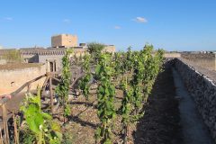 castello-Copertino-vigneti-1