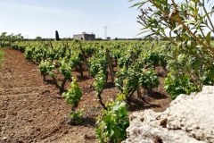 vigna-primitivo-salento-puglia-2
