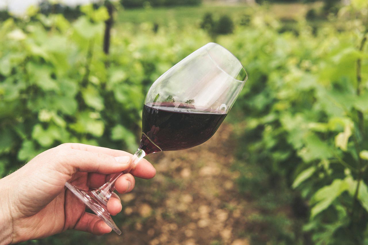 Wine tour group walking through a vineyard in Salento, Puglia