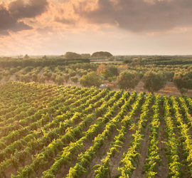 wine tour visita cantine