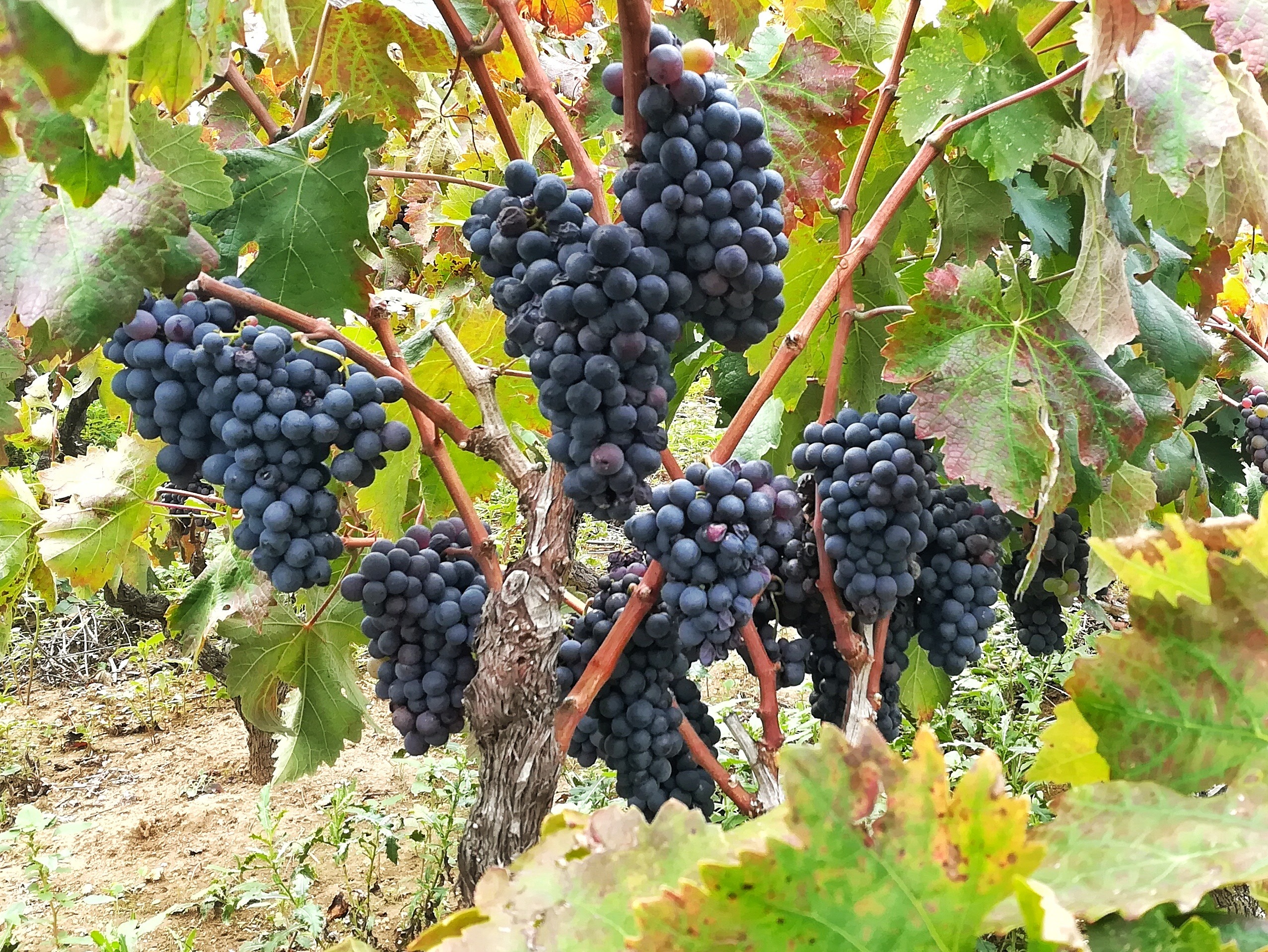 Negroamaro grapes at Cantele Winery in Guagnano, Salento