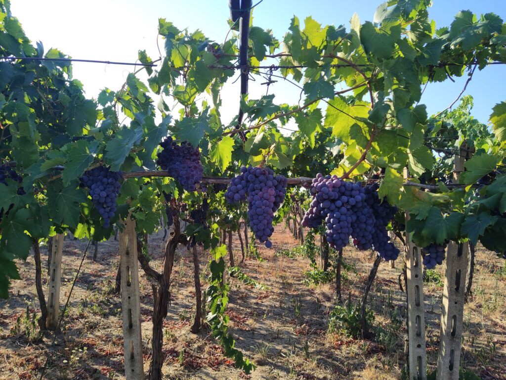 A close-up photograph of lush, ripe Negroamaro grape clusters hanging from a vine in a sunny vineyard in Guagnano, Puglia. The dark purple grapes are perfectly ripe, surrounded by vibrant green leaves under a clear blue sky. Concrete vineyard posts and wire trellises are visible in the background.