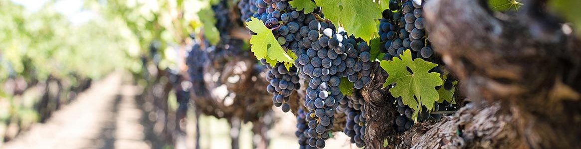 cantine salento vini