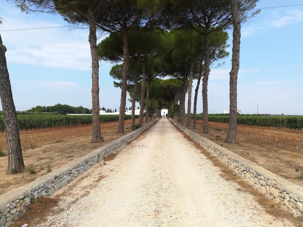 A long, scenic white gravel driveway lined with tall pine trees leading to Masseria La Cornula in Copertino, Puglia. Lush vineyards stretch out on both sides under a clear blue sky.