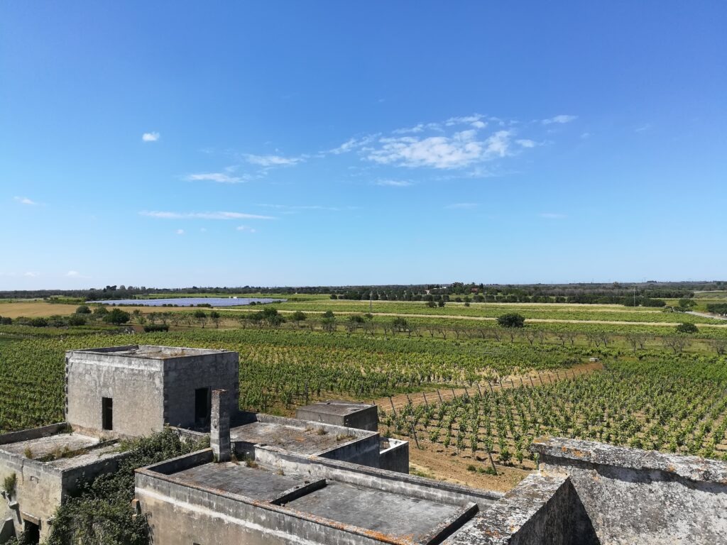A high-angle, wide panoramic view of a traditional stone "Masseria" (fortified farmhouse) with weathered flat roofs in the foreground, overlooking vast, lush green vineyards in the Salice Salentino DOC region. The landscape features rows of grapevines extending toward the horizon under a clear blue sky with light clouds, with solar panels visible in the distance.