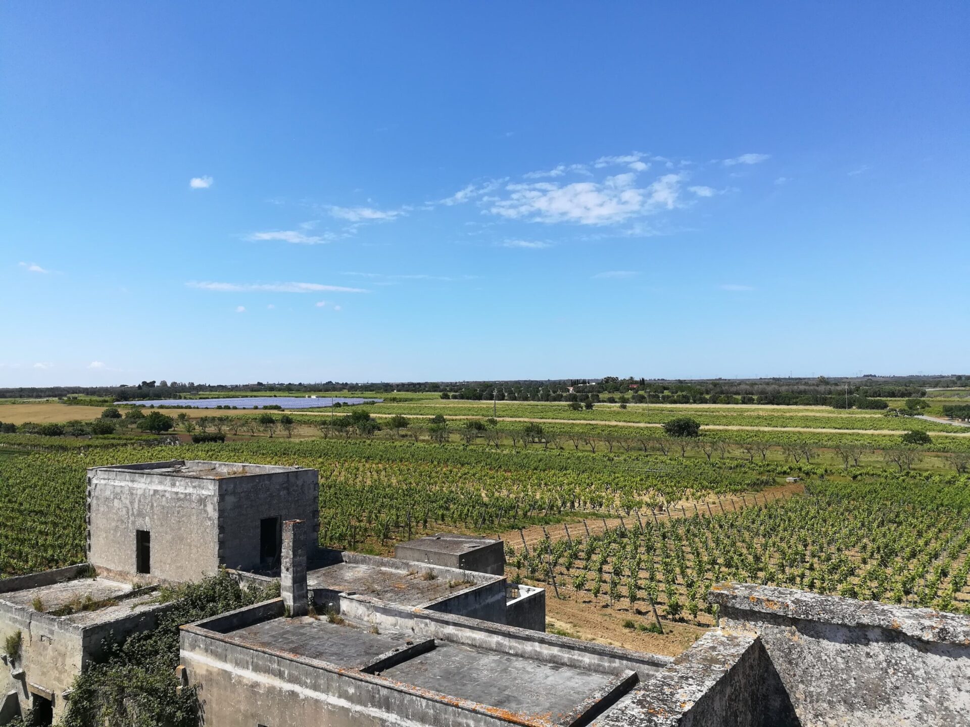 Aerial view of Masseria Salentina vineyards in Salice Salentino