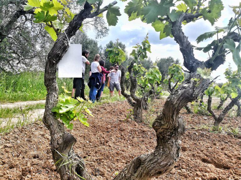 Guagnano: The Authentic Heart of Negroamaro Wine in Puglia
