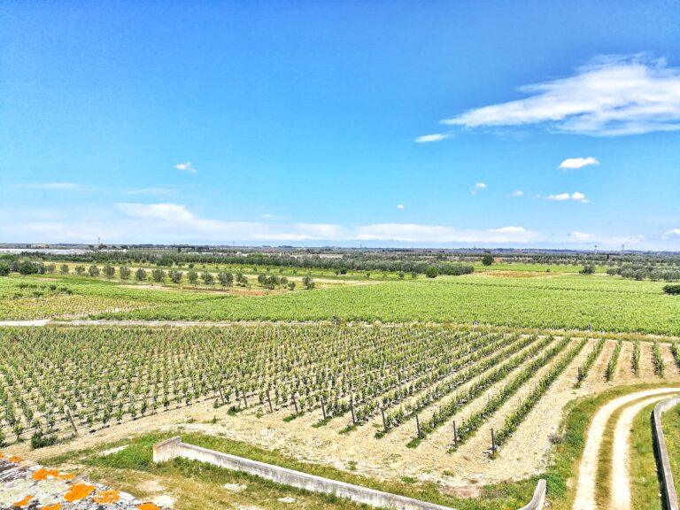 Terre del Negroamaro: The Heart of Salento’s Wine Heritage
