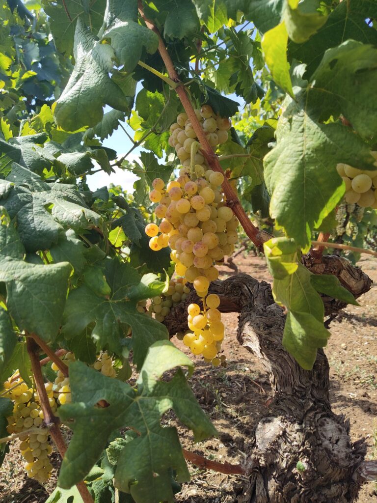 A portrait shot of ripe Malvasia Bianca grape clusters hanging from an old, gnarled grapevine in the sunny countryside of Salento, Puglia, Italy, grown without fertilizers or herbicides. The background is a mix of other green vines and dry, tilled earth.
