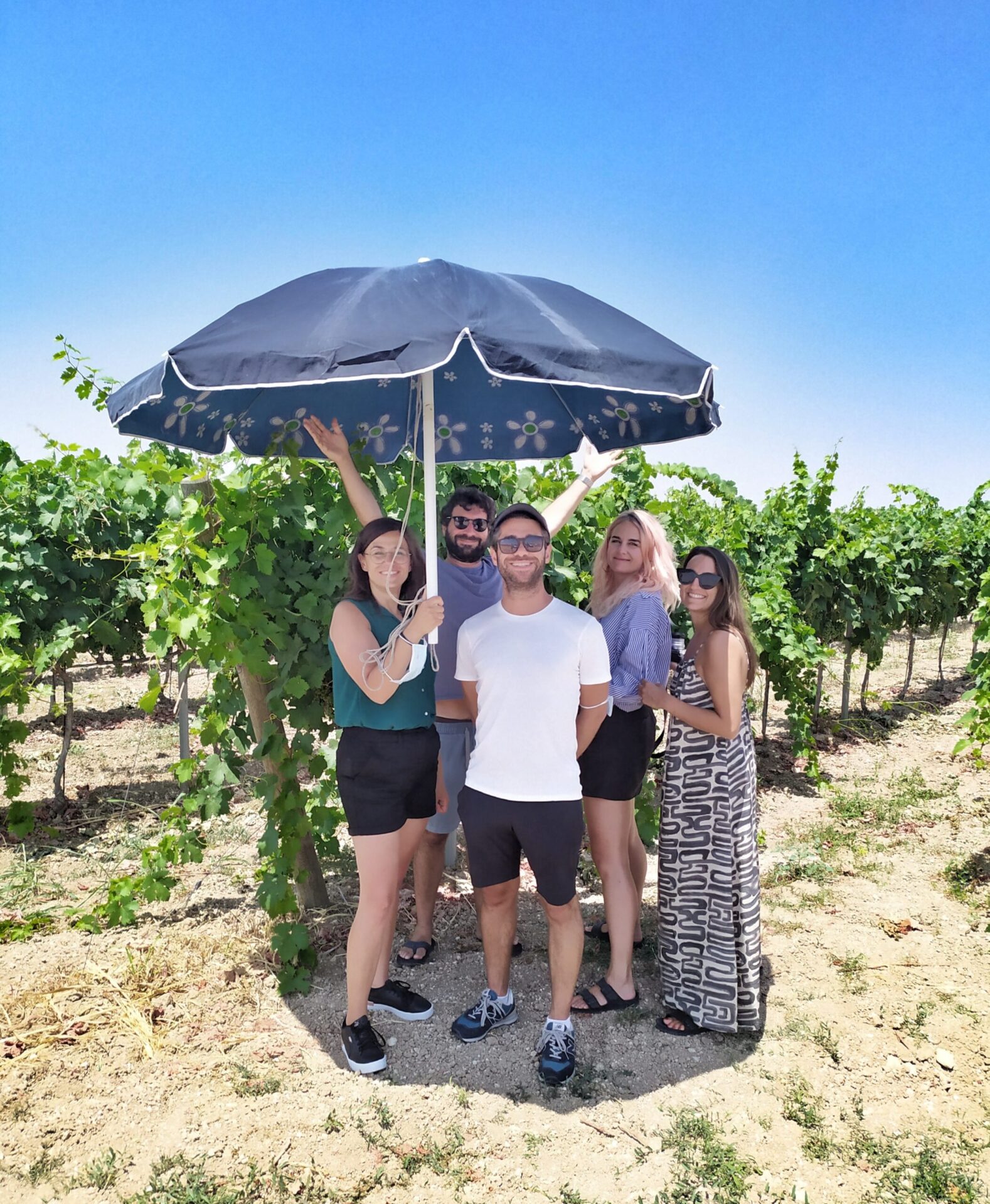 Negroamaro vineyard with Alberello Pugliese training system at Paolo Leo Winery