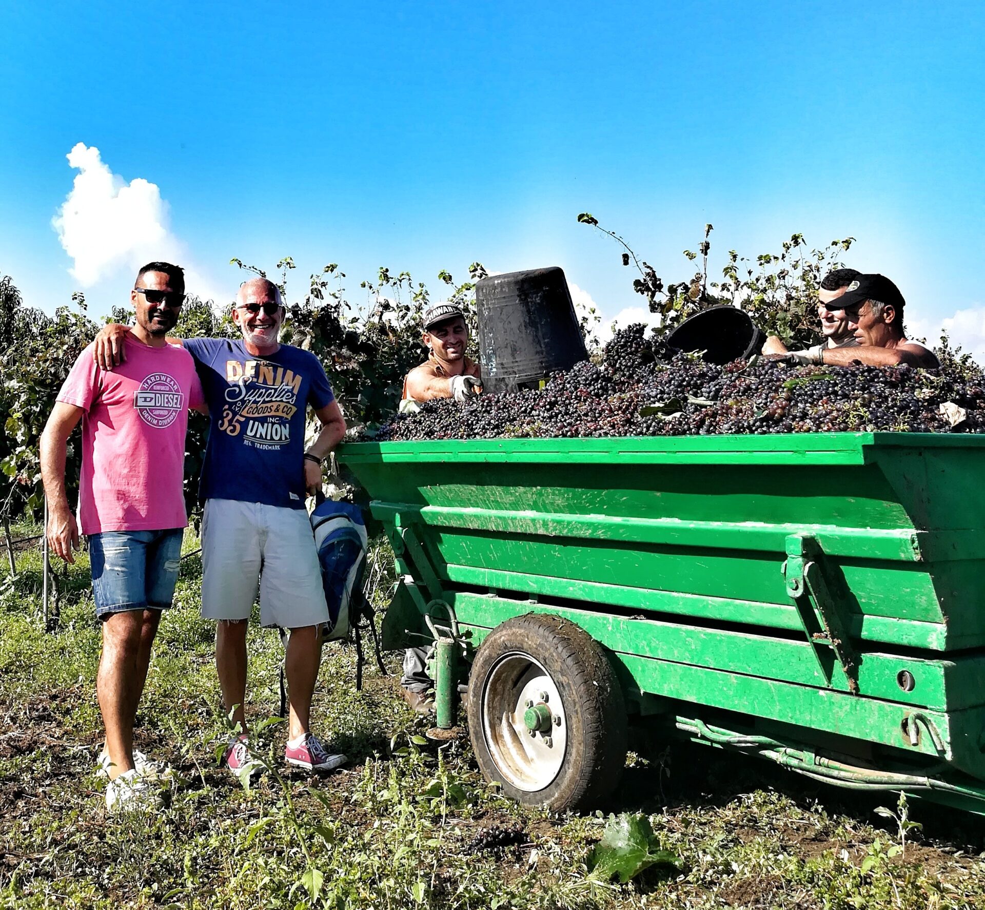 Stefano Spagnolo PhD during Negroamaro harvest in Salento