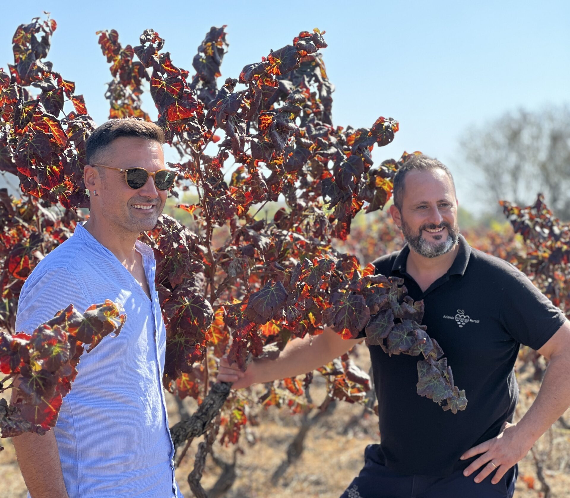 Vito Marulli holding a cluster of Negroamaro grapes in Copertino vineyard