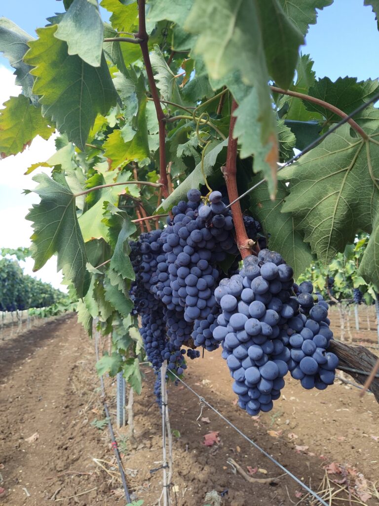 Close-up of ripe Susumaniello grape clusters hanging from a Guyot-trained vine in the red clay and limestone soil of San Donaci, Puglia, grown without fertilizers or herbicides.