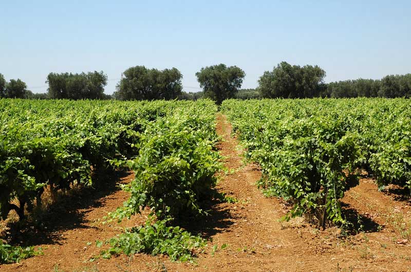 San-Donaci-cantina-vigneti