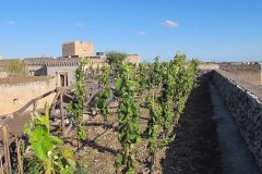 castello-Copertino-vigneti-1