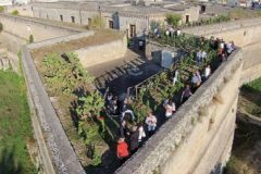 castello-Copertino-vigneti-3